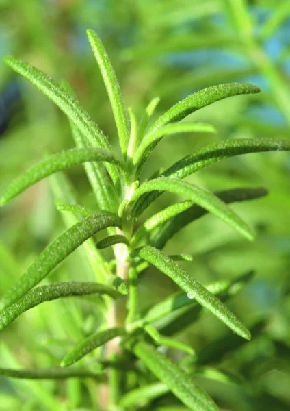 Groene Plant Onscherpe Achtergrond — Stockfoto