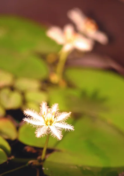 Tiro Botânico Bonito Com Flores Papel Parede Natural — Fotografia de Stock