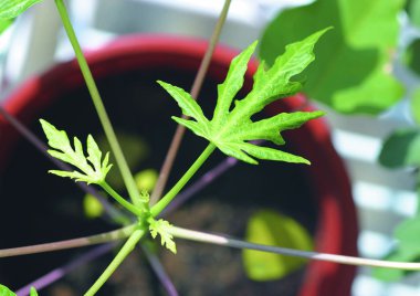 Arkaplanda yeşil yapraklar var, kapat