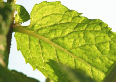 Güneş ışığında yeşil yaprak, yakın çekim