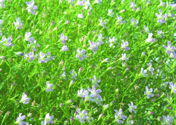 Gyönyörű Virágok Kertben Természet Háttér — Stock Fotó