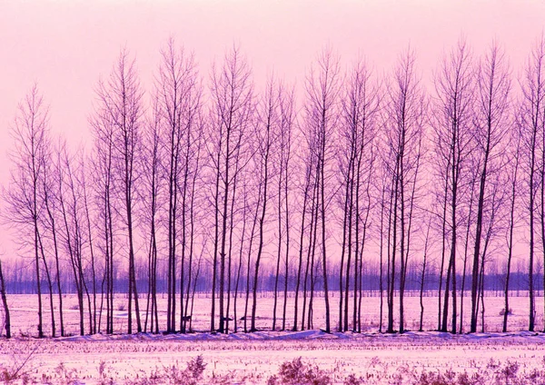 Vue Panoramique Sur Nature Montagne Lors Une Journée Hiver Brillante — Photo