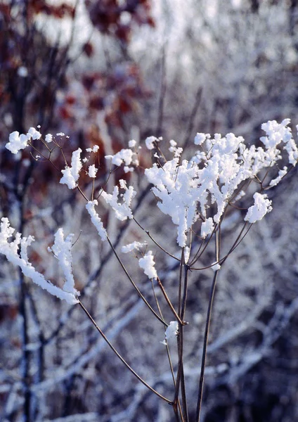 Vista Panorâmica Natureza Montanha Dia Inverno Brilhante — Fotografia de Stock