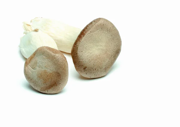 Close View Mushrooms — Stock Photo, Image