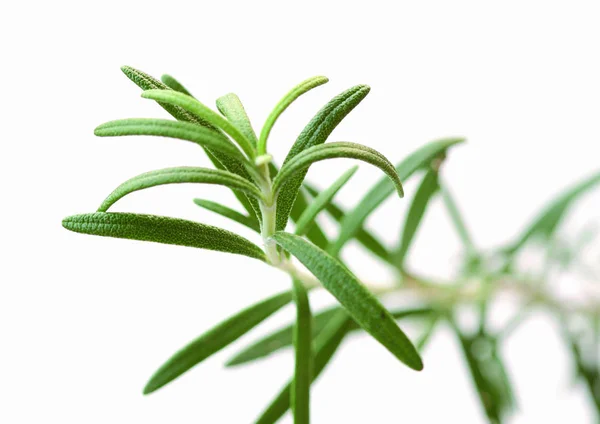Zöld Növény Fehér Háttérrel — Stock Fotó