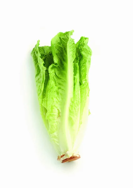 Lettuce White Background — Stock Photo, Image