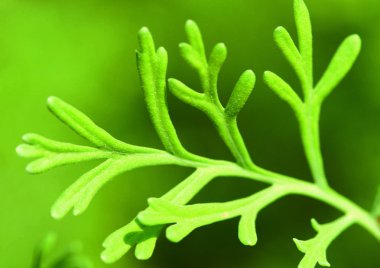 Sağlık için bitkisel bitkilerin arkaplan resmi