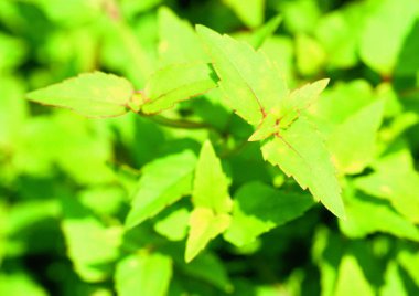 Sağlık için bitkisel bitkilerin arkaplan resmi