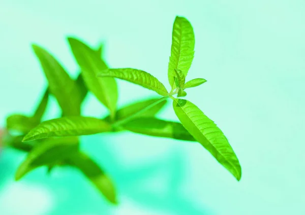 Hintergrundbild Von Kräuterpflanzen Für Die Gesundheit — Stockfoto