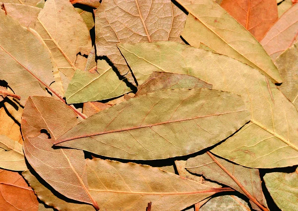 Foto Van Natuurlijke Kruiden Specerijen — Stockfoto