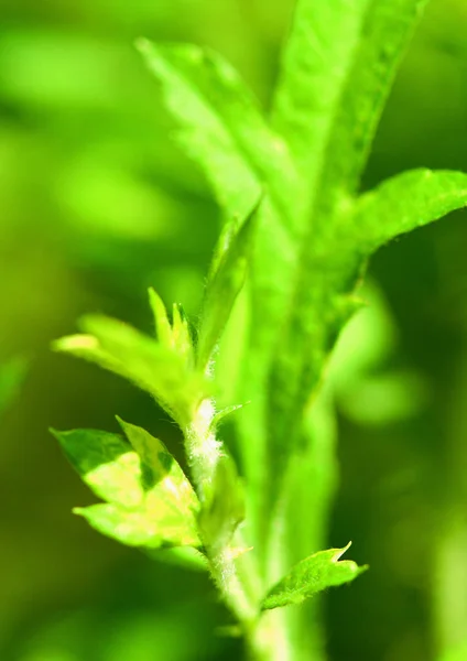 Background Image Herbal Plants Health — Stock Photo, Image