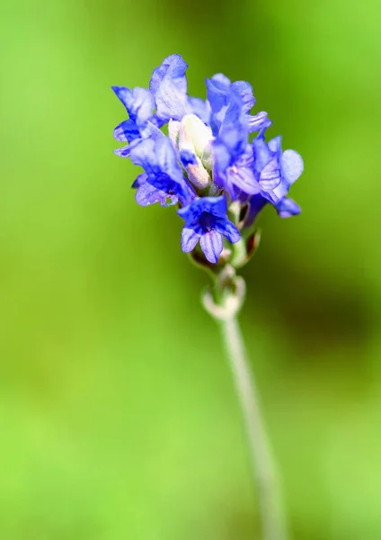 Hintergrundbild Der Kräuterpflanze Für Die Gesundheit — Stockfoto