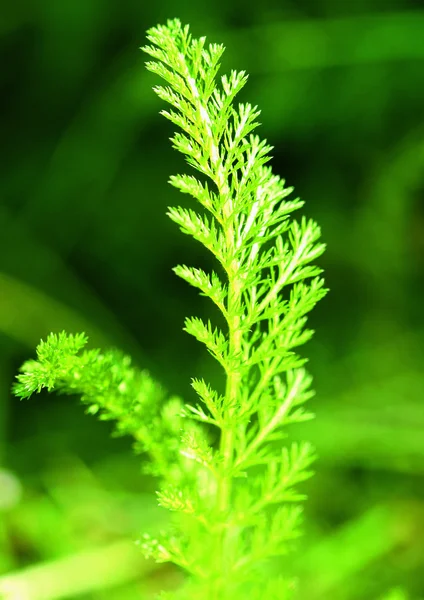 Baggrundsbillede Urteplanter Til Sundhed - Stock-foto