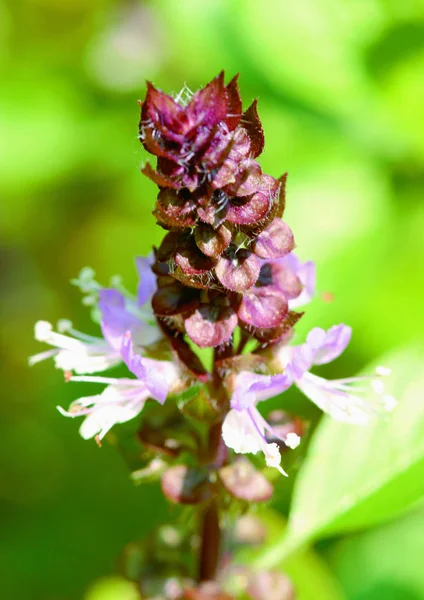 Belle Fleur Lilas Dans Jardin — Photo