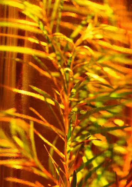 Imagen Fondo Plantas Herbales Para Salud — Foto de Stock