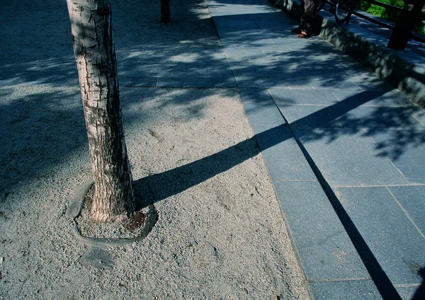 Straße Und Baum Der Stadt Hintergrund — Stockfoto