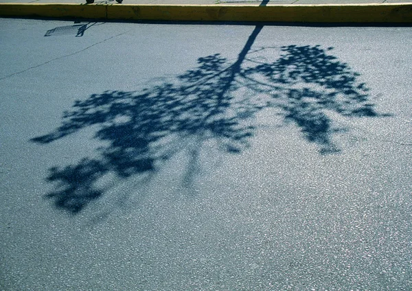 Δέντρο Σκιά Στην Άσφαλτο — Φωτογραφία Αρχείου