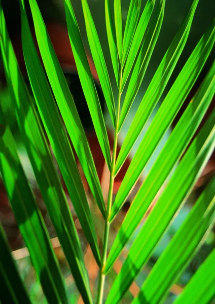 Primer Plano Las Hojas Verdes Rama Palmera —  Fotos de Stock