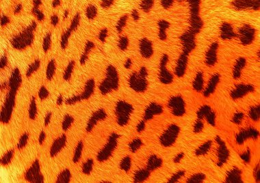 yırtıcı cilt arka plan yakından görünümü