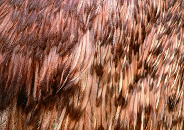 tüylerin arka planının yakın görünümü  