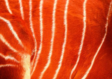 hayvan derisi arka plan yakından görünümü