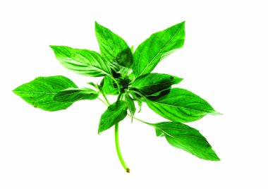 nane yakın görünümü