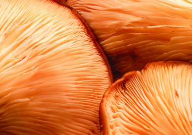 Mantar görünümü kapatın