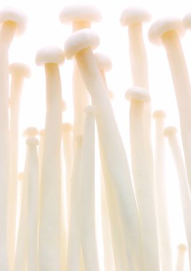 Mantar görünümü kapatın