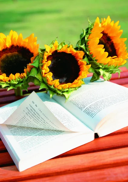 Renkli Ayçiçeklerine Kitaba Yakın Çekim — Stok fotoğraf