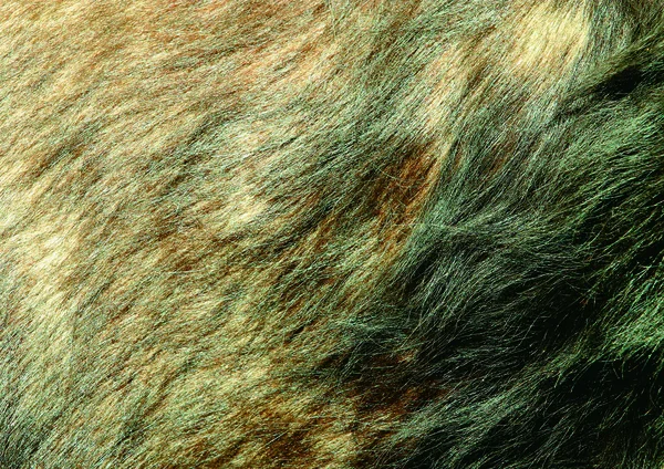 Close View Fur Background — Stock Photo, Image