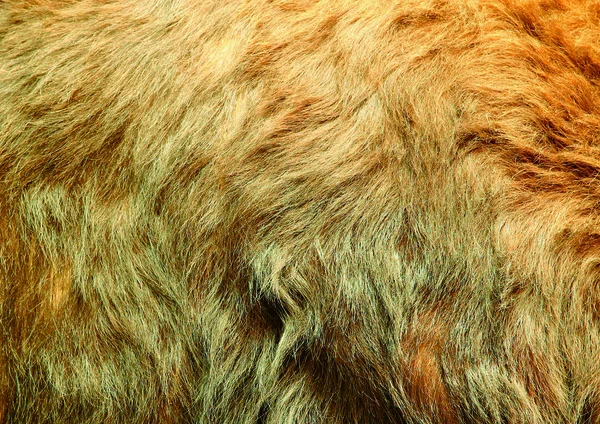 close up view of fur background