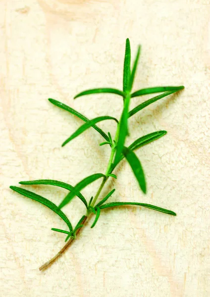 Close View Green Plants — Stock Photo, Image