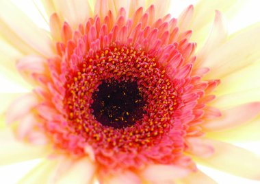 Pembe çiçeğin yakından görünümü