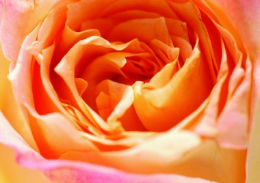 Sarı çiçeğin yakın görünümü