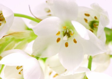 Beyaz çiçeklerin yakın görüntüsü