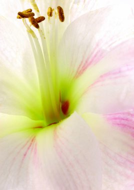 Beyaz çiçeğin yakın görüntüsü