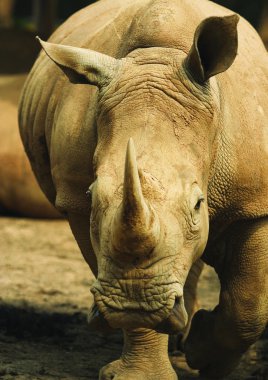 bir gergedanın Close-Up