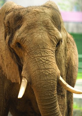 hayvanat bahçesi milli parkta fil