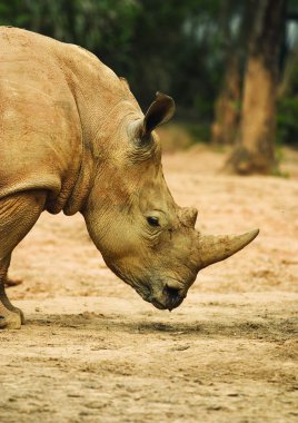 Kruger Ulusal Parkı 'nda vahşi gergedanlar