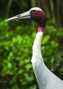 Bir kuğunun yakın çekimi