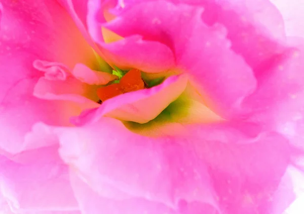 Закрыть Вид Розовый Цветок — стоковое фото