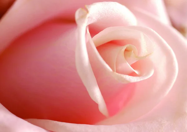 Close View Rose Flower — Stock Photo, Image