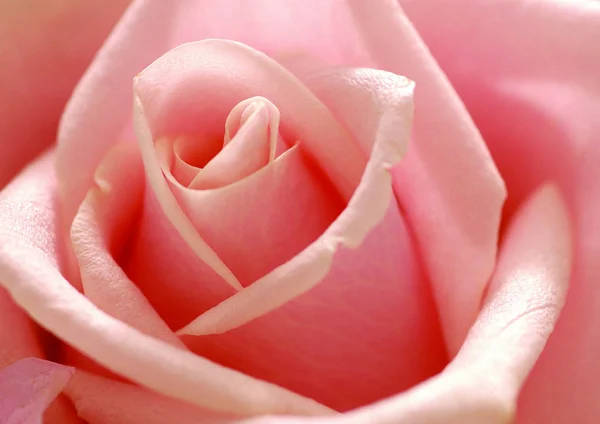 Close View Rose Flower — Stock Photo, Image