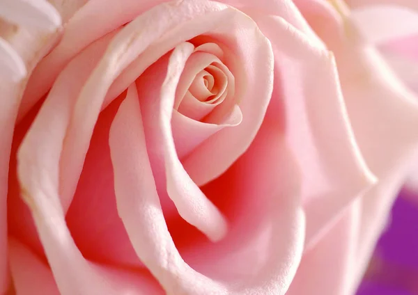 Close View Pink Rose Flower — Stock Photo, Image