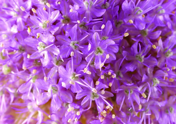 Close View Purple Flowers — Stock Photo, Image