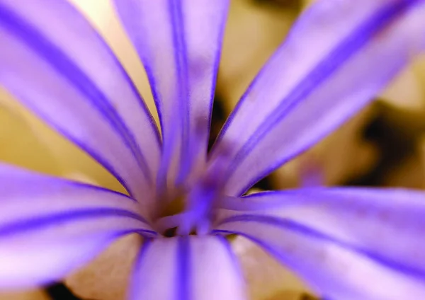Close View Violet Flower — Stock Photo, Image