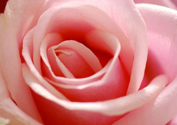 Vista Perto Rosa Flor — Fotografia de Stock