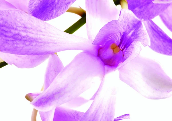 Vista Perto Flor Violeta — Fotografia de Stock