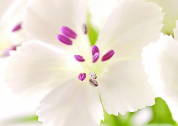 Vista Vicino Del Fiore Bianco — Foto Stock