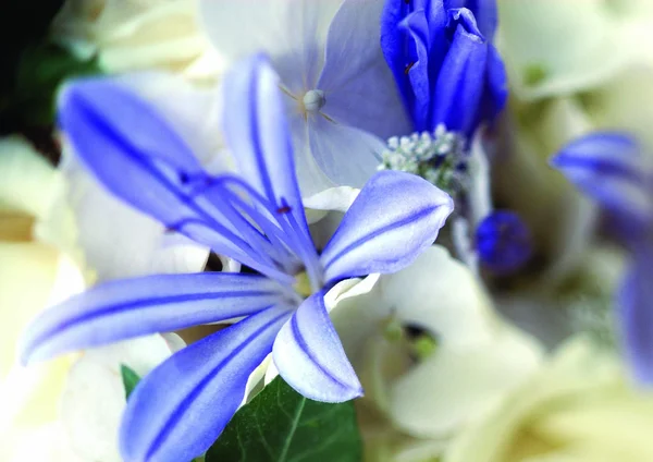 Close View Purple Flowers — Stock Photo, Image